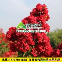 美國(guó)紅火箭紫薇