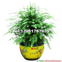 龍鳳呈祥3#（紅豆杉）