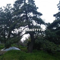 造型五針?biāo)?/></a>
<div><a href=