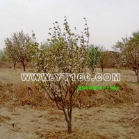 嫁接八棱海棠樹