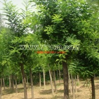 二次定桿國(guó)槐