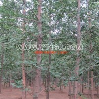 實(shí)生銀杏樹(shù)