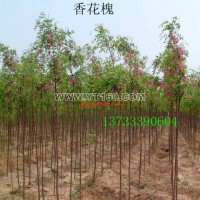 香花槐