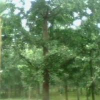 銀杏實(shí)生樹