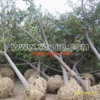 銀杏嫁接樹(shù)