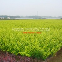 營養(yǎng)缽金葉女貞