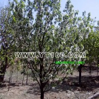 高桿八棱海棠樹