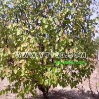 造型八棱海棠樹