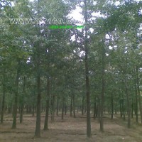 實(shí)生銀杏樹