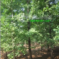 實(shí)生銀杏樹