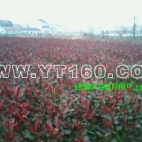 紅葉石楠容器苗