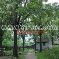 嫁接銀杏樹(shù)