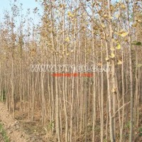 銀杏實(shí)生樹(shù)