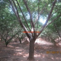 嫁接銀杏樹(shù)