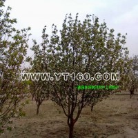 8公分八棱海棠樹