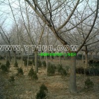 實(shí)生銀杏樹