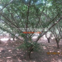 嫁接銀杏樹(shù)