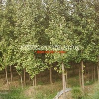 實(shí)生銀杏樹(shù)