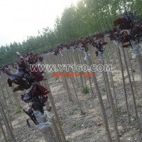 中華紅葉楊（中華全紅楊）