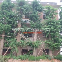 移栽銀杏樹(shù)