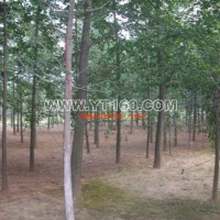 實(shí)生銀杏樹(shù)