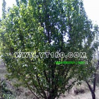 造型八棱海棠樹