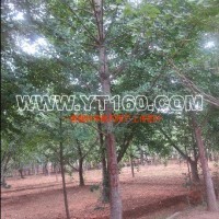 實(shí)生銀杏樹(shù)