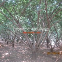 嫁接銀杏樹(shù)