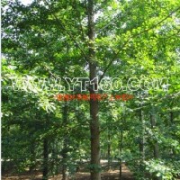 實(shí)生銀杏樹