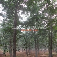 實(shí)生銀杏樹(shù)