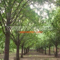 嫁接銀杏樹(shù)