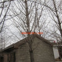 實(shí)生銀杏樹