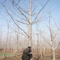 實(shí)生銀杏樹