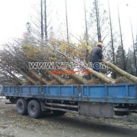 實(shí)生銀杏樹