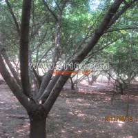 嫁接銀杏樹(shù)