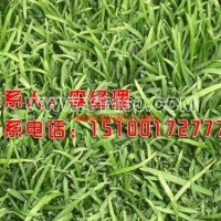 優(yōu)質(zhì)草坪早熟禾