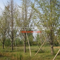 移栽銀杏樹(shù)