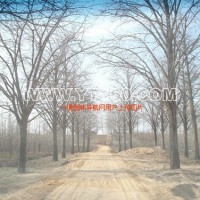 嫁接銀杏樹(shù)