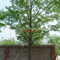 實(shí)生銀杏樹