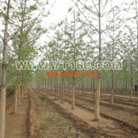 銀杏實(shí)生樹