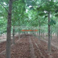 銀杏實(shí)生樹