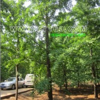 20-25公分實生銀杏樹