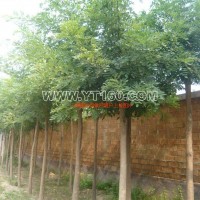 二次定桿國(guó)槐