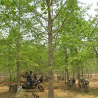 實(shí)生銀杏樹