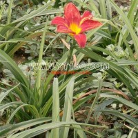 唐山紅寶石萱草