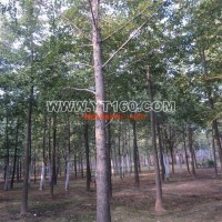 實(shí)生銀杏樹