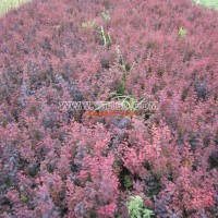 營養(yǎng)缽紅葉小檗