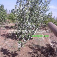 八棱海棠樹(shù)