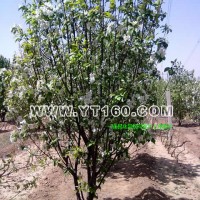 八棱海棠樹(shù)