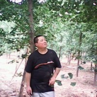 銀杏樹（實生）